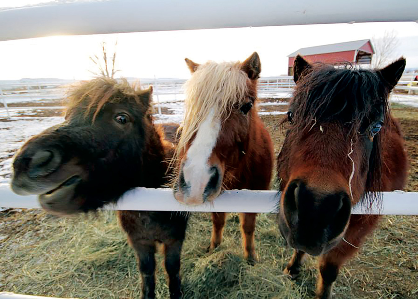 A Second-Chance for Horses